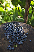A pile of ripe blueberries in dappled sunlight
