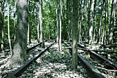 Trees growing in amidst of railroad tracks