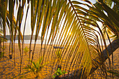 View through palm leaves of a beach at sunset