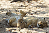 A playful lion cub lying next to another cub sleeping