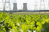 Green leafy crop growing in a field in front of a nuclear power station, Grafenrheinfeld, Germany