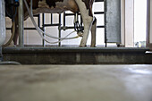 Cow attached to milking machine in cowshed