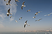 A flock of seagulls flying above the sea, Istanbul, Turkey in background