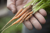 Man holding freshly picked baby carrots