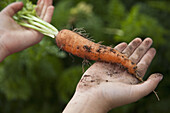 Man holding freshly picked carrot