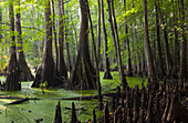 Great Dismal Swamp, North Carolina
