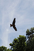 Low angle view of an eagle flying in the sky