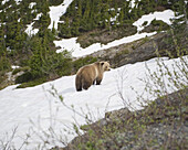 Bear on snowcapped mountain at Leduc Glacier, British Columbia, Canada