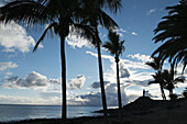 Silhouette palm trees at beach against cloudy sky