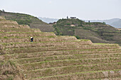 Worker at Ping'an Rice Terraces in China