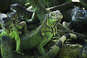Group of green iguanas outdoors