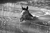 Horse tied with ropes in water