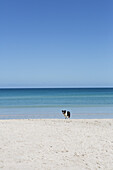 Dog on beach against clear sky