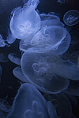 Jellyfish swimming against black background