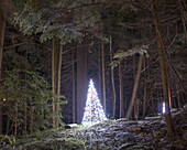 Illuminated Christmas tree in park
