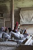 Group of hens and rooster at chicken coop