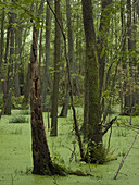 Trees in swamp area