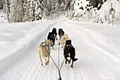 Rear view of dogs pulling a sled through snow