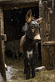 Donkey standing in stable during snowing