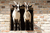 Goat standing in window