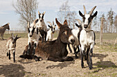 Donkey with goats