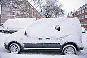 Portuguese Water Dog peeking from snow covered car