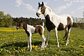 Horse and foal standing in field