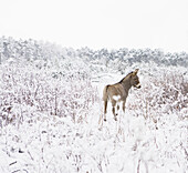 Donkey standing in snowy field