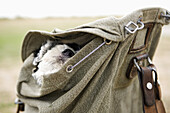 A Portuguese Water Dog's head peeking out of a rucksack