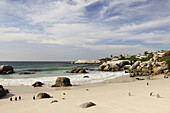 Penguins walking on beach, Simon's Town, South Africa