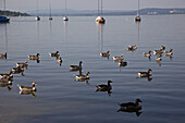 Ducks floating on water