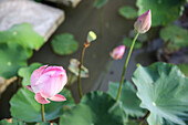 Rosa Lotusblüten in einem Teich, Ubud, Gianyar, Bali, Indonesien