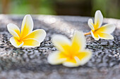 Frangipani blossoms, Ubud, Gianyar, Bali, Indonesia
