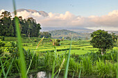 Tropische Landschaft mit Reisfeldern, Gunung Agung, bei Sidemen, Bali, Indonesien