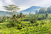 Tropical scenery with paddy fields, Gunung Agung, Sidemen, Bali, Indonesia