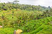 Reisterrassen, Sawah, Tegalalang, bei Ubud, Bali, Indonesien