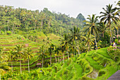 Reisterrassen, Sawah, Tegalalang, bei Ubud, Bali, Indonesien
