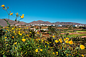 View towards the village of Tuineje, Fuerteventura, Canary Islands, Spain