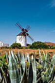 Windmühle, Mühlenmuseum Centro de Interpretacion de los Molinas, Antigua, Fuerteventura, Kanarische Inseln, Spanien