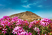 Blumen vor dem Montana Tindaya, Heiliger Berg, Fuerteventura, Kanarische Inseln, Spanien