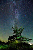 Baum und Sternenhimmel bei Nacht, Rendsburg-Eckernförde, Schleswig-Holstein, Deutschland