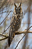 Long-eared owl, Asio otus, Mecklenburg-Vorpommern, Germany