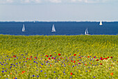 View towards sailing boats over a field of flowers, Schwedeneck, Baltic sea, Daenischer Wohld, Rendsburg-Eckernfoerde, Schleswig-Holstein, Germany