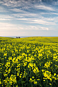 Rape field in blossom at the Baltic Sea, Schwedeneck, Daenischer Wohld, Rendsburg-Eckernfoerde, Schleswig-Holstein, Germany