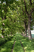 Feldweg, Altenhof, Eckernförde, Rendsburg-Eckernförde, Schleswig-Holstein, Deutschland