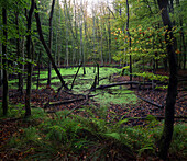 Katenhofer moor, Danish Wohld, Rendsburg-Eckernfoerde, Schleswig-Holstein, Germany