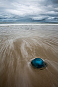 Blue Jellyfish on the beach, Sylt, North Sea, Nordfriesland, Schleswig-Holstein, Germany