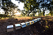 Beehives in the Serra de Monchique, Algarve, Portugal