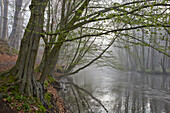 Warnow Durchbruchtal in the mist near Eickhof, Sternberger Seenland Nature Park, Mecklenburg Vorpommern, Germany