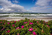 Wild roses along the Baltic Sea coast, Hiddensee, Mecklenburg Vorpommern, Germany